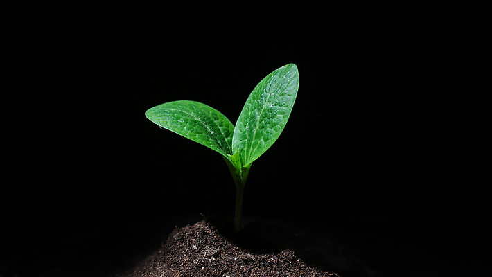 포토 JPG 해외이미지 나무 식물 지구 백그라운드 잎 밭 농업 채소 모션 호박 오이 새로움 실내 씨앗 사람없음 초록색 농장 새싹 환경 정원 검은색 흙 봄 성장 신선 고리 작음 유기농 원예 회전 먼지 국산 스쿼시 내추럴 땅바닥 묘목 바이오 밭일 심기 주키니 주키니호박 해외202309 해외포토 웰빙 계절 산업 스포츠 컬러 컨셉 바닥 취미 내부 구기 크기 파일형식