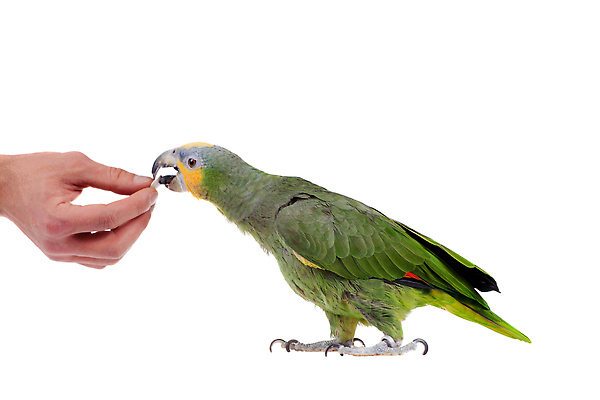 포토 JPG 해외이미지 동물 척추동물 손 야생동물 컬러 백그라운드 날개 조류 생물 실내 동물원 종류 사람없음 초록색 반려동물 컬러풀 뷰티 머리 미국 견과류 흰색 표현 널 큼 먹기 흰배경 생물학 앵무새 날카로움 멸종 노려봄 고립 동물상 아마존 페루 차단 해외202309 해외포토 교육 북아메리카 모션 표정 내부 신체부위 조형물 남아메리카 크기 파일형식