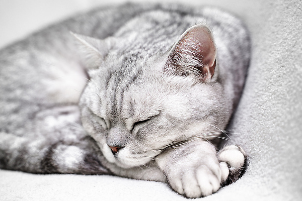 포토 JPG 해외이미지 한마리 근접촬영 사람없음 귀여움 고양이 회색 잠 반려묘 스코티쉬스트레이트 해외포토 1 뷰포인트 컬러 컨셉 포유류 반려동물 파일형식