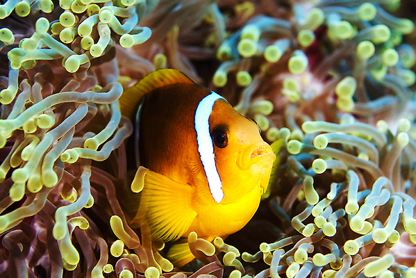 포토 JPG 해외이미지 바다 여행 어류 사람없음 여행객 홍해 해외202309 해외포토 사람 수중동물 파일형식