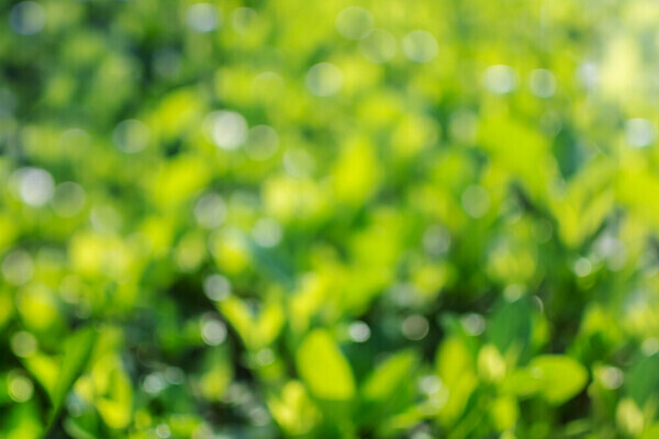 포토 JPG 해외이미지 식물 계절 컬러 백그라운드 잎 패턴 자연 추상 건강 사람없음 야외 아웃포커스 초록색 여름 빛 햇빛 뷰티 환경 봄 활발 거품 성장 나뭇가지 축하 인사 신선 원형 소프트포커스 숲 유기농 원예 질감 보케 부드러움 내추럴 블러 생태학 해외202309 해외포토 도형 나무 웰빙 교육 컨셉 무늬 촬영기법 취미 태양 예절 감각 생태계 파일형식