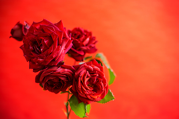 포토 JPG 해외이미지 식물 디자인 꽃잎 꽃 꽃다발 결혼 백그라운드 꽃무늬 패턴 텍스트 추상 휴가 프레임 발렌타인데이 선물 사랑 사람없음 빨간색 초록색 빛 세트 뷰티 장미 축제 봄 낭만 수확 벚꽃 흰색 축하 인사 신용카드 생일 개화 다발 복고 엽서 내추럴 고립 스타일 많음 국경 비어있는 해외202309 해외포토 계절 기념일 감정 컬러 컨셉 무늬 농업 데이이벤트 이벤트 금융 예절 편지 파일형식