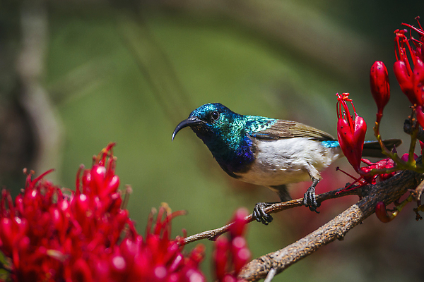 포토 JPG 해외이미지 동물 야생동물 아프리카 자연 조류 국립공원 사람없음 가로 보호 사파리 남아프리카 보호구역 크루거 해외202309 해외포토 공원 나라 컨셉 생태계 남아프리카공화국 구역 파일형식