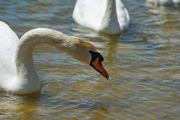 포토 JPG 해외이미지 호수 야생동물 백그라운드 조류 사람없음 머리 흰색 수면 깃털 부리 백조 목 잔물결 해외202309 해외포토 동물 물결 컬러 신체부위 물 파일형식