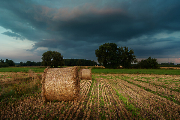 포토 JPG 해외이미지 구름 유럽 산업 밭 농업 자연 하늘 풍경 사람없음 야외 여름 파란색 농장 농경지 노란색 쌓기 어둠 황혼 일몰 수확 시골 원형 건초더미 볏짚 저녁 낟알 땅 밀 롤 폭풍 뭉치 밀짚 흐림 밭일 해외202309 해외포토 자연요소 도형 계절 나라 컬러 모션 날씨 곡류 노을 건초 짚 야간 생태계 파일형식 더미