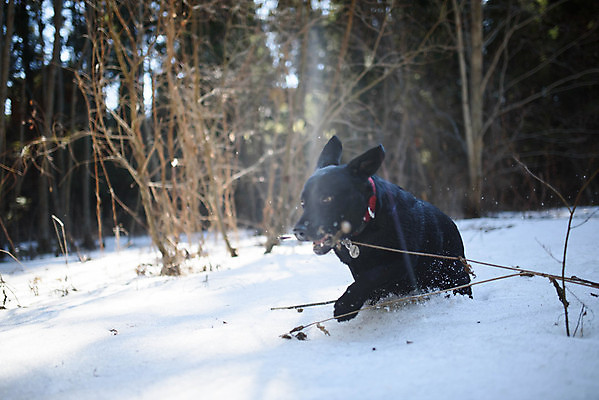 포토 JPG 해외이미지 동물 라이프스타일 계절 공원 포즈 겨울 장난 포유류 자연 놀이 털 사람없음 야외 반려동물 달리기 갈색 걷기 점프 검은색 우정 추위 흰색 개 리트리버 달콤 강아지 래브라도리트리버 송곳니 기르기 동반자 폭설 해외202309 해외포토 공공시설 컬러 모션 눈_날씨 생활 친구 맛 치아 자연재해 생태계 돌봄 파일형식