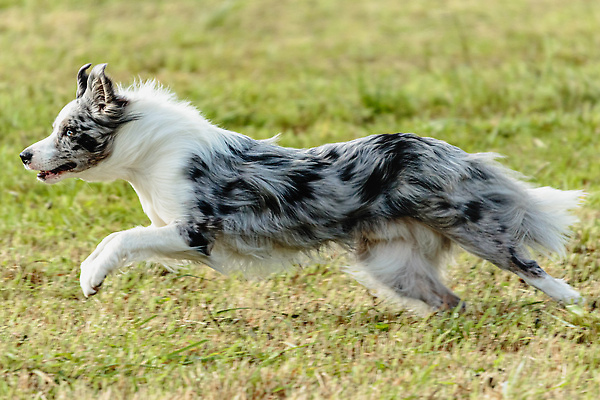 포토 JPG 해외이미지 동물 1 공원 감정 스포츠 밭 모션 놀이 건강 사람없음 야외 초록색 여름 반려동물 달리기 뷰티 걷기 정원 점프 경쟁 에너지 가을 게임 시골 레이싱 잡기 개 유혹 속도 사냥 송곳니 기르기 전력질주 챔피언 순혈 해외202309 해외포토 계절 공공시설 컬러 컨셉 농업 포유류 시합 치아 돌봄 파일형식
