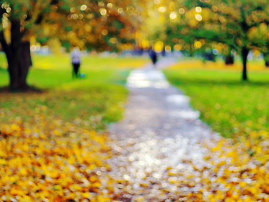 포토 JPG 해외이미지 식물 계절 길 컬러 컨셉 잎 패턴 오렌지 자연 벽지 추상 건조 사람없음 장식 빨간색 초록색 빛 컬러풀 햇빛 태양 뷰티 노란색 환경 맑음 어둠 일몰 활발 덮개 시골 황금 숲 유기농 질감 보케 장면 10월 블러 국경 해외202309 해외포토 자연요소 웰빙 무늬 과일 날씨 노을 뚜껑 날짜 생태계 파일형식