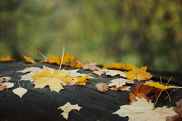 포토 JPG 해외이미지 나무 계절 공원 컬러 단풍 잎 오렌지 자연 따뜻함 사람없음 야외 목재 초록색 빛 컬러풀 뷰티 노란색 활발 젖음 안개 시골 소나무 황금 닫기 숲 언덕 장면 삼림지대 옛날 해외202309 해외포토 식물 공공시설 컨셉 과일 재료 모션 날씨 생태계 파일형식