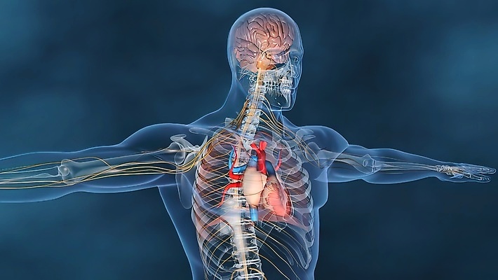 포토 JPG 해외이미지 디자인 실루엣 과학 신체 일러스트 해부 근육 골격 건강 미술 사람 사람없음 약 3D 인포그래픽 고통 심장 오르간 허파 맥박 생물학 시스템 동맥 정맥 돌봄 심장병 해외202309 해외포토 교육 감정 의학 모션 문화예술 촬영기법 장기_의학 건반악기 호흡기관 질병 디지털합성 혈관 파일형식
