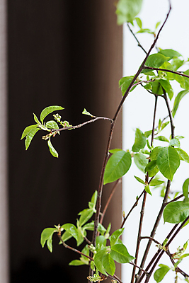 포토 JPG 해외이미지 나무 식물 디자인 계절 꽃 줄기 컨셉 잎 꽃무늬 자연 유리 부활절 주택 실내 사람없음 장식 물 빛 뷰티 새싹 환경 정원 꽃병 봄 성장 벚꽃 흰색 나뭇가지 신선 발사 4월 5월 허브 유기농 내추럴 고립 모종 해외202309 해외포토 자연요소 웰빙 기념일 컬러 무늬 재질 내부 건물 날짜 생태계 파일형식