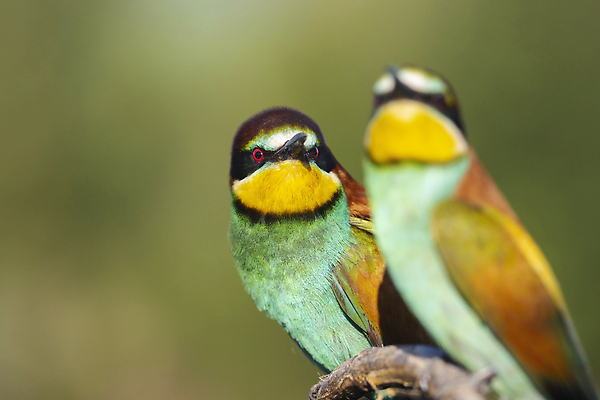 포토 JPG 해외이미지 나무 동물 공원 남자 꽃 야생동물 컬러 백그라운드 무지개 오렌지 태국 자연 조류 생물 멕시코 사람없음 야외 빨간색 초록색 컬러풀 햇빛 뷰티 노란색 환경 검은색 흰색 나뭇가지 보호 숲 깃털 꼬리 부리 내추럴 동물상 생태학 이국적 해외202309 해외포토 자연요소 식물 공공시설 교육 아시아 컨셉 북아메리카 과일 사람 태양 조형물 생태계 파일형식