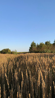 포토 JPG 해외이미지 나무 식물 계절 산업 음식 빵 줄기 컬러 백그라운드 밭 농업 일러스트 자연 하늘 날씨 건조 건강 사람없음 야외 농작물 햇빛 태양 뷰티 농장 노란색 마을 일몰 수확 성장 흰색 시골 신선 황금 낟알 시리얼 밀 보리 밭일 호밀 세련 해외202309 해외포토 자연요소 곡류 노을 생태계 파일형식