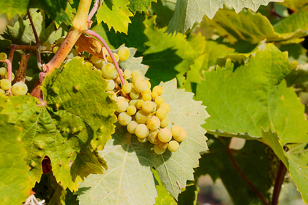 포토 JPG 해외이미지 식물 계절 음식 잎 농업 과일 자연 벽지 포도 추상 매달리기 건강 사람없음 초록색 여름 햇빛 태양 뷰티 농장 정원 계곡 봄 수확 성장 나뭇가지 신선 맛 다발 유기농 원예 질감 포도밭 비타민 내추럴 숙성 양조 채식주의자 해외202309 해외포토 자연요소 나무 웰빙 산업 컬러 컨셉 무늬 밭 모션 취미 생태계 채식 영양소 파일형식