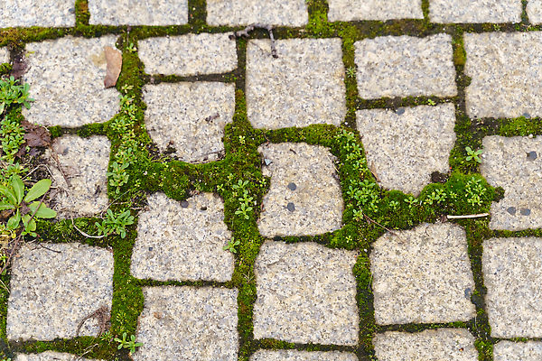 포토 JPG 해외이미지 식물 디자인 외관 도로 길 벽 백그라운드 패턴 포장 건축양식 자연 벽지 표면 추상 벽돌 거리 바닥 이끼 사람없음 야외 건물 초록색 정원 검은색 산책 회색 수확 조약돌 도시 거친 보행로 플랫 오솔길 질감 정사각형 내추럴 땅바닥 방법 옛날 조언 화강암 해외202309 해외포토 도형 건축물 건축 컬러 무늬 농업 교통시설 휴식 암석 돌_바위 생태계 파일형식