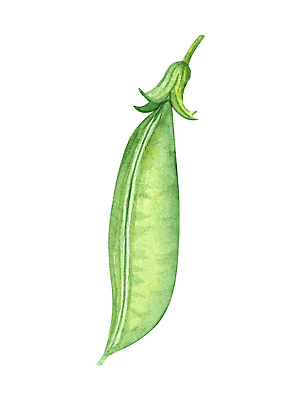 포토 JPG 해외이미지 식물 음식 백그라운드 농업 채소 일러스트 재료 자연 수채화 콩 건강 요리 미술 씨앗 사람없음 초록색 여름 농장 주방 정원 수확 흰색 신선 시장 스케치 자르기 먹기 메뉴 그림 유기농 완두콩 날것 손그림 비타민 내추럴 고립 꼬투리 숙성 채식주의자 비건 해외202309 해외일러스트 웰빙 계절 산업 컬러 모션 문화예술 곡류 생태계 채식 영양소 파일형식