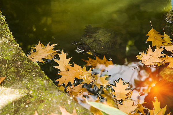 포토 JPG 해외이미지 식물 동물 공원 야생동물 컬러 잎 오렌지 파충류 자연 주택 풍경 사람없음 야외 초록색 물 강 노란색 머리 평화 환경 침묵 껍질 가을 연못 신선 개울 거북이 떨어짐 조경 대리석 목 내추럴 깊이 생존 해외202309 해외포토 자연요소 계절 공공시설 컨셉 과일 재료 건물 신체부위 소리 생태계 파일형식