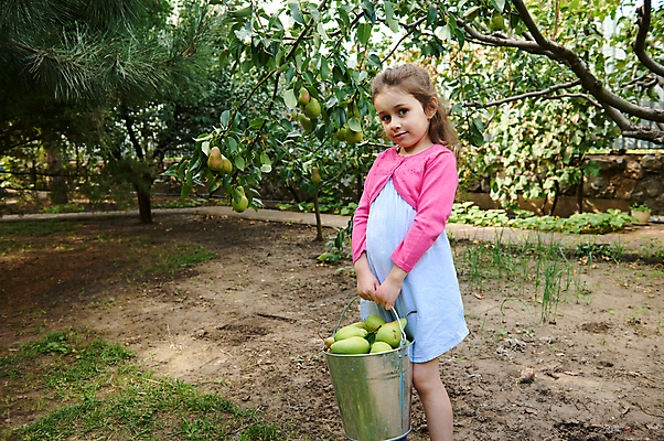 포토 JPG 해외이미지 나무 식물 응시 계절 행복 어린이 농업 과일 자연 한명 사람 소녀 여름 농장 마을 정원 수확 가을 농촌 시골 신선 농부 과수원 수집 환경보전 친환경 유기농 원예 건강식 걸음마 도우미 밭일 숙성 원예사 비건음식 해외202309 해외포토 직업 1 웰빙 시선 여자 감정 산업 음식 모션 취미 환경 사회이슈 생태계 파일형식 비건