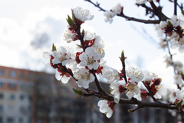 포토 JPG 해외이미지 나무 식물 계절 공원 꽃잎 꽃 아시아 분홍색 컬러 백그라운드 겨울 꽃무늬 태국 자연 하늘 아침 발렌타인데이 사랑 사람없음 파란색 빛 컬러풀 뷰티 우주 정원 일본 봄 추위 수확 벚꽃 나뭇가지 신선 개화 체리 4월 장면 부드러움 내추럴 해외202309 해외포토 주간 공공시설 감정 나라 무늬 농업 과일 데이이벤트 감각 날짜 생태계 파일형식