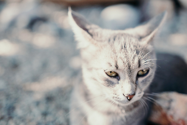 포토 JPG 해외이미지 장난 포옹 발 수염 턱시도 사람없음 호기심 부드러움 얼룩무늬 솜털 독립 히말라야 버미즈 해외202309 해외포토 감정 컨셉 무늬 안기 정장 신체부위 고양이 감각 파일형식 산맥