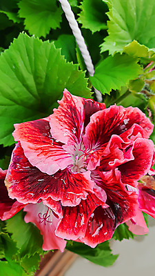 포토 JPG 해외이미지 식물 꽃 백그라운드 잎 자연 탁자 표면 새로움 그림자 서기 사람없음 목재 빛 울타리 세일 상점 정원 어둠 골동품 광선 물방울 나뭇가지 시골 신선 판넬 바늘 체리 이슬 카네이션 질감 아로마 지역 금잔화 채소밭 모종 옛날 프로젝트 가문비나무 그리너리 개조 해외202309 해외포토 나무 가구 컨셉 밭 과일 재료 모션 담장 도구 생태계 파일형식 트랜드컬러