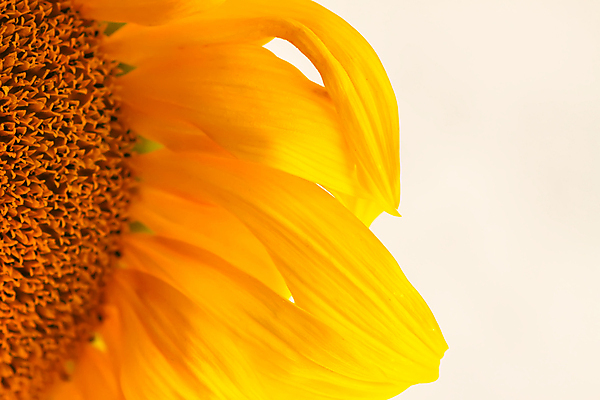 포토 JPG 해외이미지 식물 계절 꽃잎 꽃 컬러 백그라운드 잎 꽃무늬 밭 농업 자연 해바라기 사람없음 야외 초록색 빛 햇빛 태양 뷰티 노란색 머리 일출 정원 맑음 일몰 성장 벚꽃 개화 황금 유기농 장면 꽃가루 천국 내추럴 밭일 해외202309 해외포토 자연요소 웰빙 산업 무늬 날씨 신체부위 노을 가루 생태계 파일형식