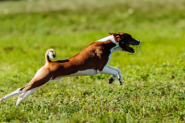 포토 JPG 해외이미지 동물 1 공원 감정 스포츠 밭 모션 놀이 건강 사람없음 야외 초록색 반려동물 달리기 뷰티 걷기 정원 점프 경쟁 에너지 게임 시골 레이싱 잡기 개 유혹 속도 사냥 송곳니 기르기 챔피언 순혈 해외202309 해외포토 공공시설 컬러 컨셉 농업 포유류 시합 치아 돌봄 파일형식