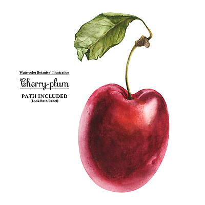 JPG 해외이미지 열매 백그라운드 일러스트 사람없음 자두 해외202309 해외일러스트 식물 과일 파일형식