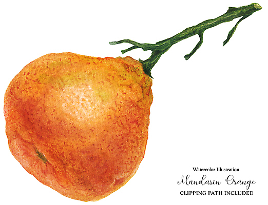 JPG 해외이미지 오렌지 과일 일러스트 사람없음 해외202309 해외일러스트 파일형식