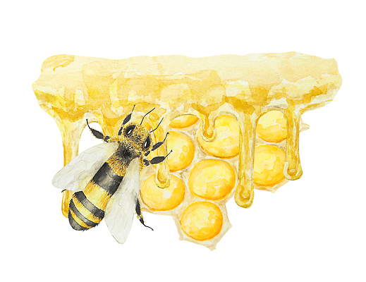 JPG 해외이미지 한마리 일러스트 사람없음 달콤 꿀벌 꿀 벌집 허니콤 해외202309 해외일러스트 모양 1 맛 벌_곤충 파일형식