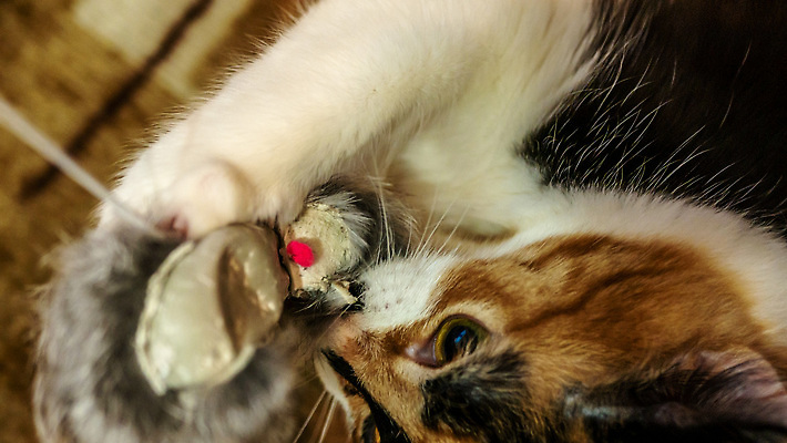 포토 JPG 해외이미지 동물 한마리 응시 행복 얼굴 컬러 포즈 백그라운드 장난 수염 털 사람없음 반려동물 컬러풀 뷰티 귀여움 고양이 가축 흰색 호기심 육식동물 주목 해외202309 해외포토 1 시선 감정 컨셉 포유류 신체부위 파일형식