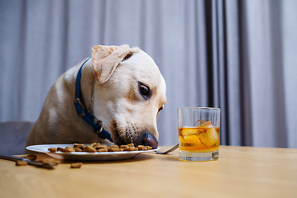 포토 JPG 해외이미지 동물 1 접시 응시 음식 백그라운드 포유류 탁자 털 실내 건강 어류 사람없음 물 반려동물 금발 귀여움 주방 식당 식사 저녁식사 흰색 표현 칼 개 리트리버 강아지 아침식사 래브라도리트리버 혀 먹기 기아 배고픔 메뉴 송곳니 점심식사 돌봄 유래 충실 국경 해외202309 해외포토 자연요소 헤어스타일 식기 시선 컬러 가구 컨셉 모션 내부 상점 수중동물 입 치아 사회이슈 파일형식