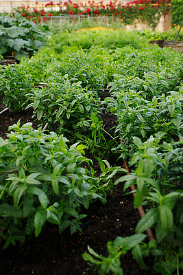 포토 JPG 해외이미지 식물 꽃 음식 백그라운드 컨셉 잎 밭 농업 건강 동양인 사람없음 초록색 농작물 농장 농경지 환경 정원 중국 수확 성장 나뭇가지 침대 신선 고명 조미료 고수 맛 먹기 허브 원예 아로마 향 바질 뒤뜰 카피스페이스 그리너리 해외202309 해외포토 나무 산업 아시아 컬러 가구 모션 인종 취미 공백 향신료 향미료 파일형식 트랜드컬러