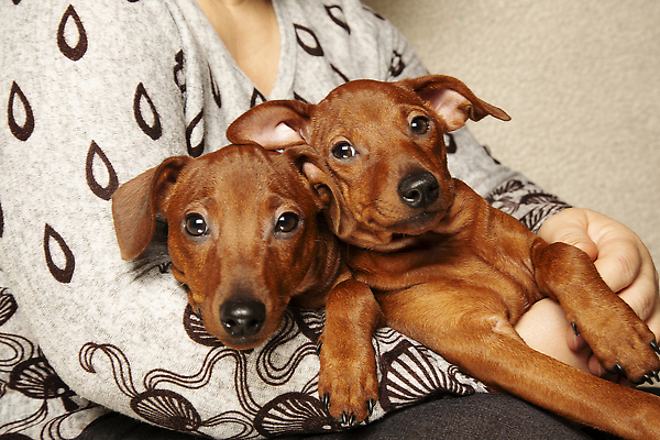 포토 JPG 해외이미지 동물 손 커플 응시 시선 감정 새끼 2 포유류 사랑 사람 앉기 사람없음 반려동물 갈색 머리 귀여움 가축 잡기 개 강아지 작음 코 팔 주인 송곳니 돌봄 동반자 총구 순혈 해외202309 해외포토 컬러 컨셉 관계 모션 신체부위 치아 크기 파일형식