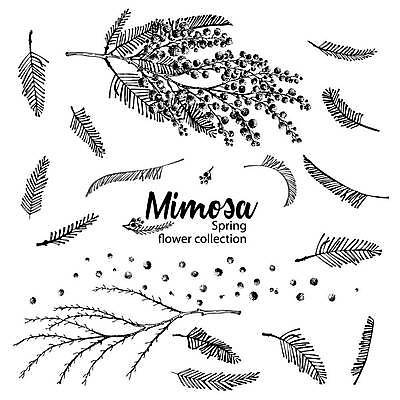 EPS 해외이미지 식물 템플릿 디자인 배너 꽃 실루엣 줄기 결혼 백그라운드 잎 꽃무늬 일러스트 포장 자연 수채화 건강 그래픽 초록색 세트 뷰티 노란색 정원 봄 수확 벚꽃 흰색 나뭇가지 원형 우아함 호주 스케치 허브 오브젝트 그림 유기농 복고 판화 아카시아 고립 스타일 벡터 국경 해외202309 해외일러스트 도형 나무 웰빙 계절 컬러 컨셉 무늬 농업 촬영기법 미술 이벤트 오세아니아 생태계 파일형식