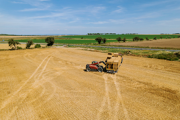 포토 JPG 해외이미지 산업 밭 농업 건조 씨앗 풍경 사람없음 농장 농경지 노란색 농사 기계 목장 장비 수확 시골 업무 건초더미 볏짚 먹이 땅 시리얼 밀 수집 보따리 매듭 롤 철사 트랙터 트레일러 뭉치 밀짚 해외202309 해외포토 식물 음식 컬러 곡류 작업 건초 짚 농기계 특수차량 파일형식 더미