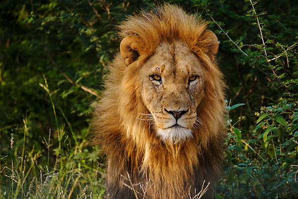 포토 JPG 해외이미지 동물 응시 공원 여자 남자 얼굴 야생동물 모래 포유류 아프리카 자연 휴식 털 사람없음 옆모습 머리 환경 고양이 사막 황무지 황금 위험 사자 큼 왕 사파리 육식동물 갈기 사냥꾼 멸종 사자자리 표범 남쪽 내추럴 나미비아 남아프리카 암사자 웅장함 전국 칼라하리 탄자니아 크루거 해외202309 해외포토 직업 시선 공공시설 나라 뷰포인트 컨셉 사람 신체부위 반려동물 별자리 크기 암컷 방향 생태계 남아프리카공화국 파일형식