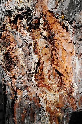 포토 JPG 해외이미지 나무 식물 디자인 공원 선 벽 백그라운드 자연 벽지 표면 날씨 추상 건조 사람없음 야외 목재 갈색 환경 수확 소나무 거친 닫기 선탠 숲 천 피부 묘사 부식 유기농 질감 정사각형 먼지 목공예 나무껍질 잡동사니 내추럴 그런지 수목 옛날 해외202309 해외포토 도형 웰빙 공공시설 컬러 무늬 농업 재료 모션 신체부위 껍질 직물 공예 생태계 파일형식