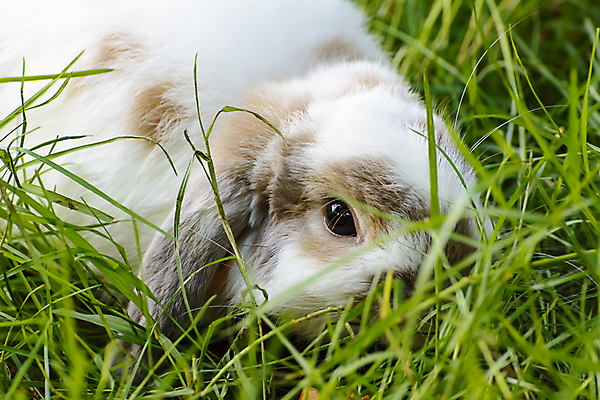 포토 JPG 해외이미지 동물 야생동물 포유류 자연 사람없음 반려동물 귀여움 회색 흰색 토끼 작음 큼 귀 해외202309 해외포토 컬러 컨셉 신체부위 크기 생태계 파일형식