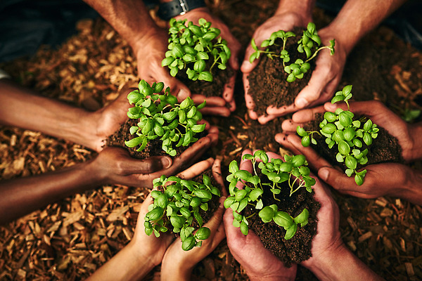 포토 JPG 해외이미지 손 들기 신체부위 하이앵글 새싹 자연보호 희망 흙 성장 손모으기 해외202309 해외포토 식물 감정 뷰포인트 모션 자연 사람 손짓 보호 파일형식