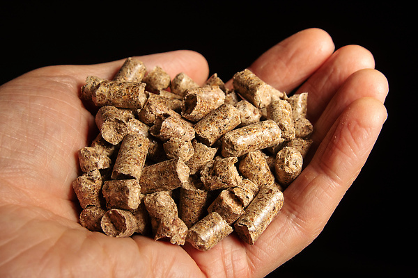 포토 JPG 해외이미지 손 백그라운드 사람없음 목재 반려동물 쌓기 고양이 재활용 쓰레기 에코 내추럴 변기통 해외202309 해외포토 나무 동물 재료 포유류 모션 신체부위 환경 친환경 파일형식