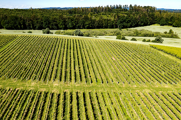 포토 JPG 해외이미지 식물 계절 산업 선 컬러 여행 백그라운드 잎 패턴 밭 농업 자연 포도 표면 산 안테나 사람없음 야외 초록색 농작물 농장 농경지 와인 프랑스 성장 시골 정상 땅 언덕 질감 포도밭 포도나무 천국 내추럴 항공촬영 드론 밭일 양조장 해외202309 해외포토 유럽 뷰포인트 무늬 과일 통신 주류 과일나무 생태계 파일형식