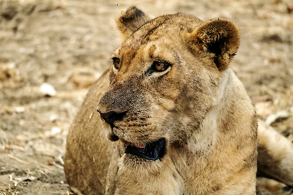 포토 JPG 해외이미지 동물 공원 여자 야생동물 백그라운드 포유류 아프리카 자연 사람없음 야외 환경 고양이 힘 황무지 위험 사자 큼 사파리 육식동물 사냥꾼 케냐 사자자리 동쪽 표범 남쪽 내추럴 나미비아 마사이족 보츠와나 세렝게티 암사자 우간다 잠비아 전국 칼라하리 탄자니아 크루거 해외202309 해외포토 직업 공공시설 나라 컨셉 사람 반려동물 별자리 사막 크기 암컷 방향 생태계 남아프리카공화국 남아프리카 파일형식