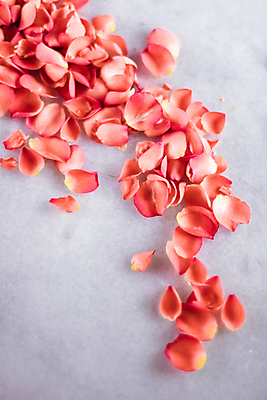 포토 JPG 해외이미지 꽃잎 백그라운드 곡선 사람없음 장미 카피스페이스 코랄 해외202309 해외포토 꽃 선 컬러 공백 파일형식