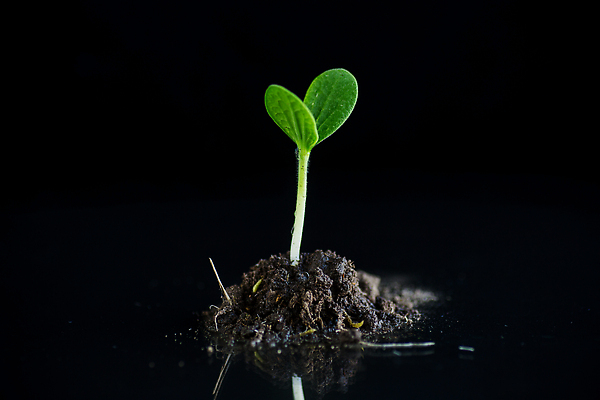 포토 JPG 해외이미지 나무 식물 1 디자인 꽃 지구 음식 백그라운드 컨셉 잎 꽃무늬 농업 채소 자연 새로움 아이디어 미술 씨앗 사람없음 초록색 물 농장 새싹 정원 검은색 어둠 흙 봄 성장 아기 신선 그룹 작음 원예 먼지 고립 모종 묘목 밭일 세련 국경 해외202309 해외포토 자연요소 계절 산업 컬러 무늬 문화예술 사람 취미 크기 생태계 파일형식