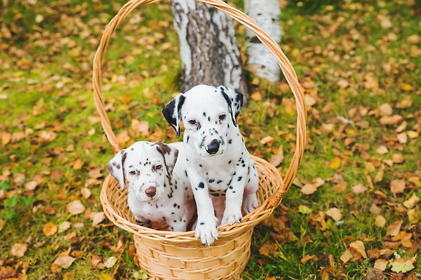 포토 JPG 해외이미지 동물 1 응시 공원 행복 장난 포유류 자연 놀이 건강 잔디 사람없음 야외 초록색 여름 반려동물 뷰티 정원 검은색 산책 에너지 흰색 개 강아지 작음 송곳니 10월 기르기 달마시안 유래 순혈 해외202309 해외포토 식물 시선 계절 공공시설 감정 컬러 휴식 날짜 치아 크기 생태계 돌봄 파일형식