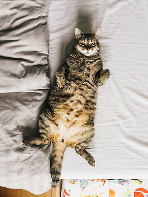 포토 JPG 해외이미지 동물 발 휴식 털 사람없음 반려동물 고양이 줄무늬 회색 침대 큼 담요 꼬리 부드러움 얼룩무늬 솜털 거짓말 해외202309 해외포토 컬러 가구 컨셉 무늬 포유류 신체부위 감각 크기 파일형식