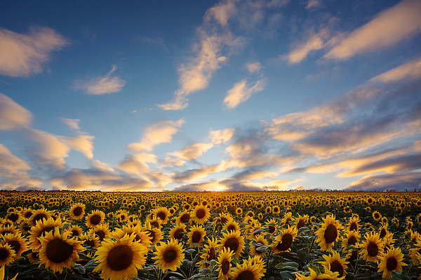 포토 JPG 해외이미지 식물 구름 계절 꽃잎 꽃 잎 꽃무늬 밭 농업 자연 하늘 해바라기 풍경 사람없음 야외 초록색 여름 파란색 빛 컬러풀 햇빛 태양 뷰티 농장 노란색 일출 맑음 일몰 성장 벚꽃 광선 시골 개화 저녁 천국 내추럴 밭일 웅장함 해외202309 해외포토 자연요소 산업 컬러 무늬 날씨 노을 야간 생태계 파일형식