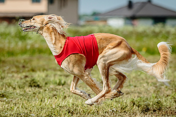 포토 JPG 해외이미지 동물 공원 행복 스포츠 셔츠 밭 포유류 모션 자연 놀이 건강 사람없음 야외 초록색 달리기 햇빛 뷰티 우주 정원 맑음 점프 검은색 경쟁 에너지 레이싱 잡기 개 유혹 강의 테리어 속도 호기심 사냥 사냥개 섬광 순간 순혈 해외202309 해외포토 공공시설 감정 컬러 컨셉 상의 농업 날씨 시합 태양 생태계 파일형식