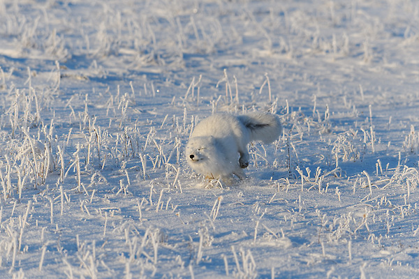 포토 JPG 해외이미지 한마리 야생동물 사람없음 설원 추위 북극 북극여우 툰드라지방 해외202309 해외포토 동물 1 눈_날씨 극지방 여우 북극해 파일형식